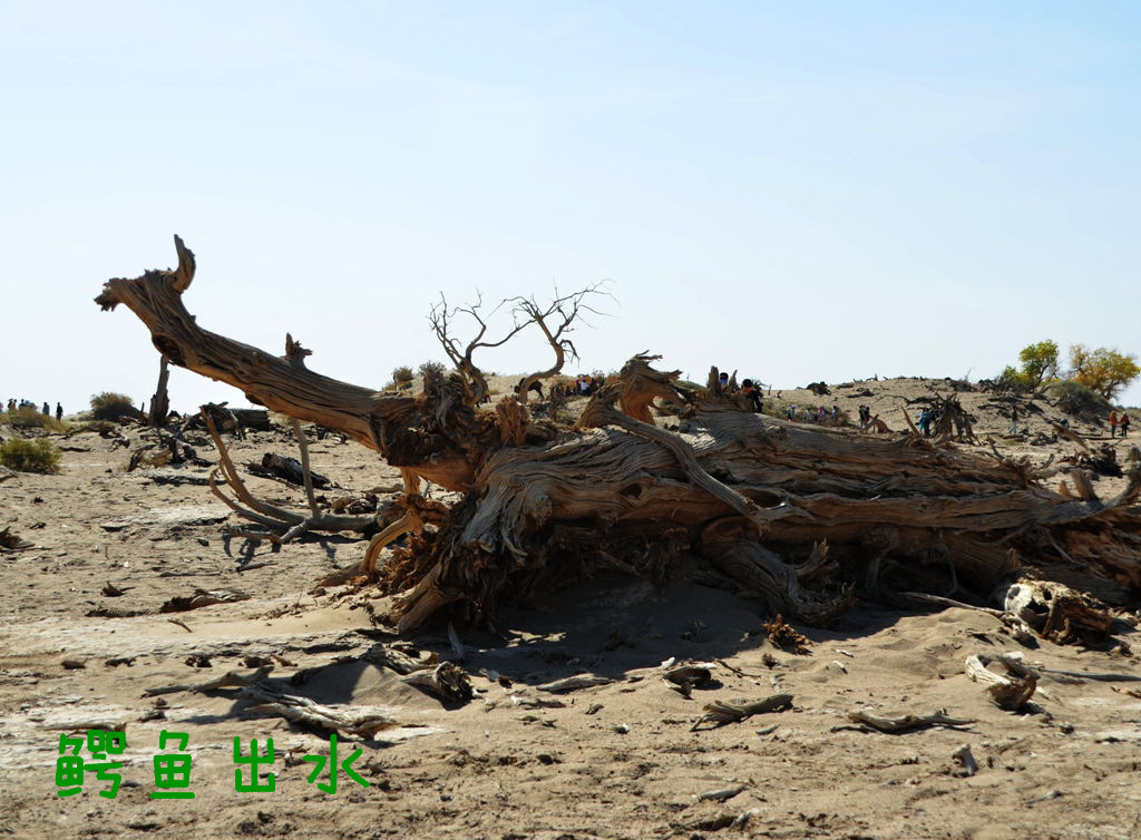 DSC_9986__.jpg