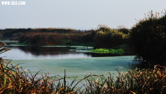 DSC_0707.JPG
