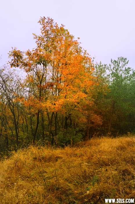_DSC3793.jpg