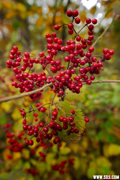 _DSC3794.jpg