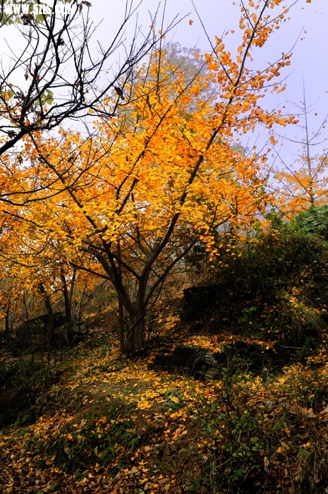 _DSC3879.jpg