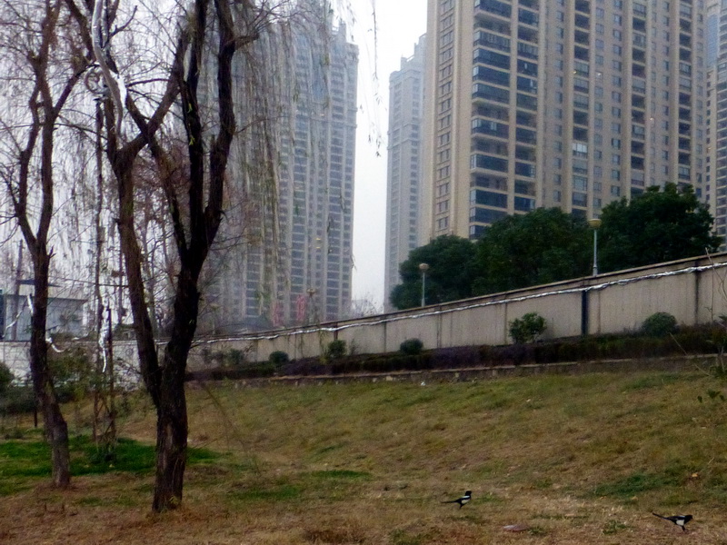 p1170168.jpg