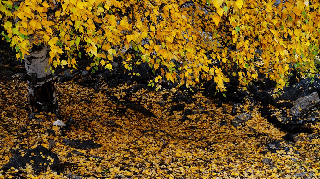 dsc01814_.jpg