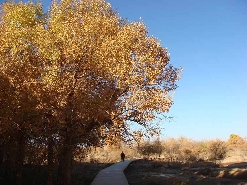 dsc08662_.jpg
