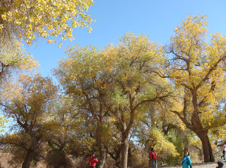 dsc08712__.jpg
