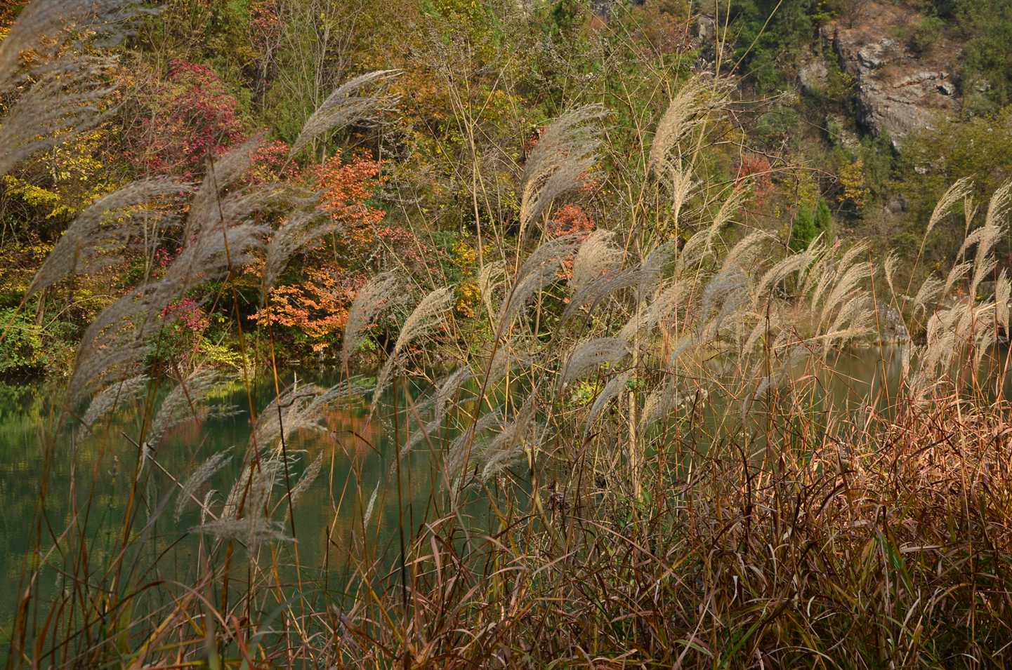 dsc_0238.jpg