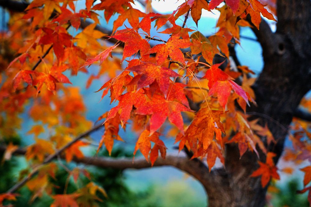 dsc09185_.jpg