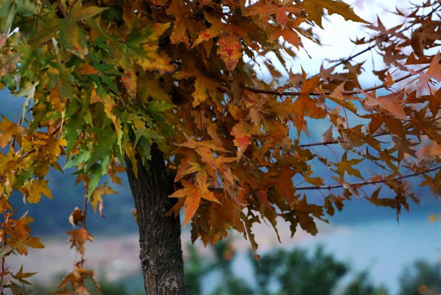 dsc09211_.jpg