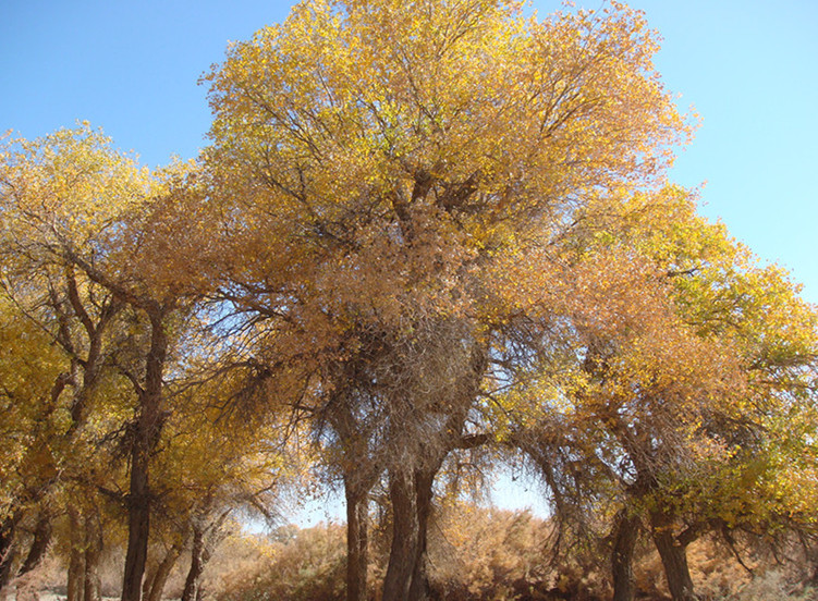 dsc08717_副本_副本.jpg