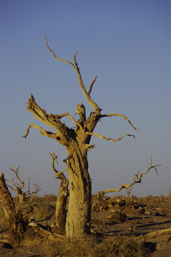 _igp3244.jpg