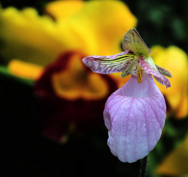 _mg_2305_缩小大小.jpg