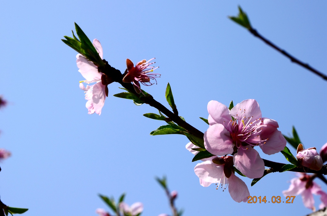 dsc_5252.jpg