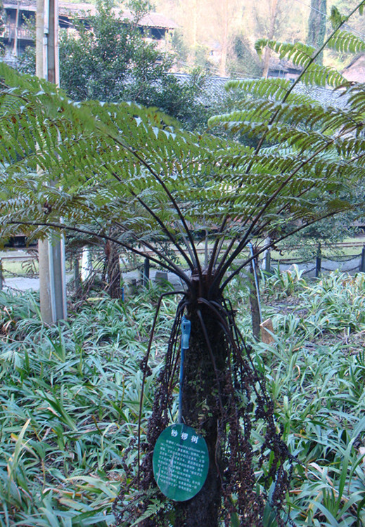 dsc00452__.jpg