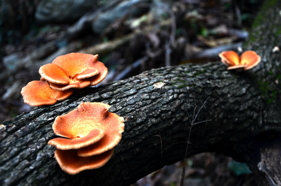 dsc_8789.jpg