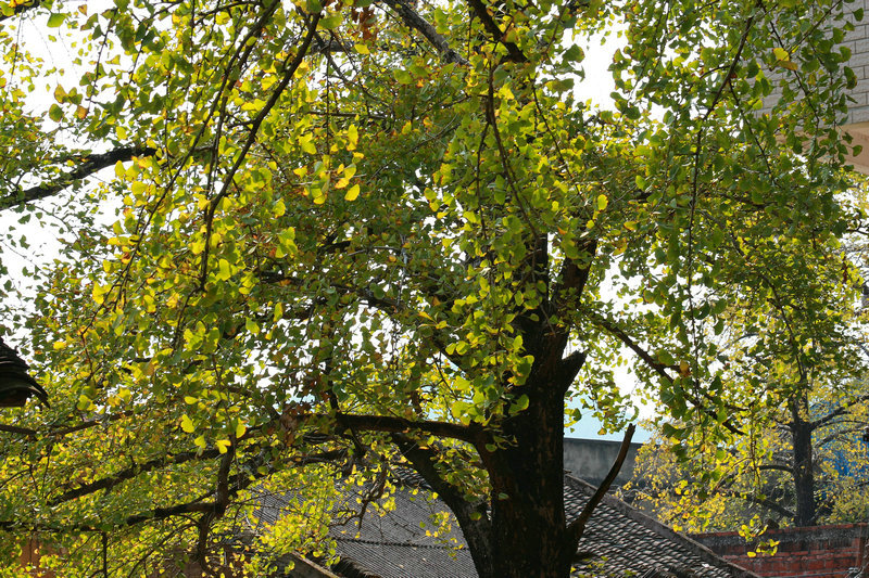 img_4884_dh.jpg