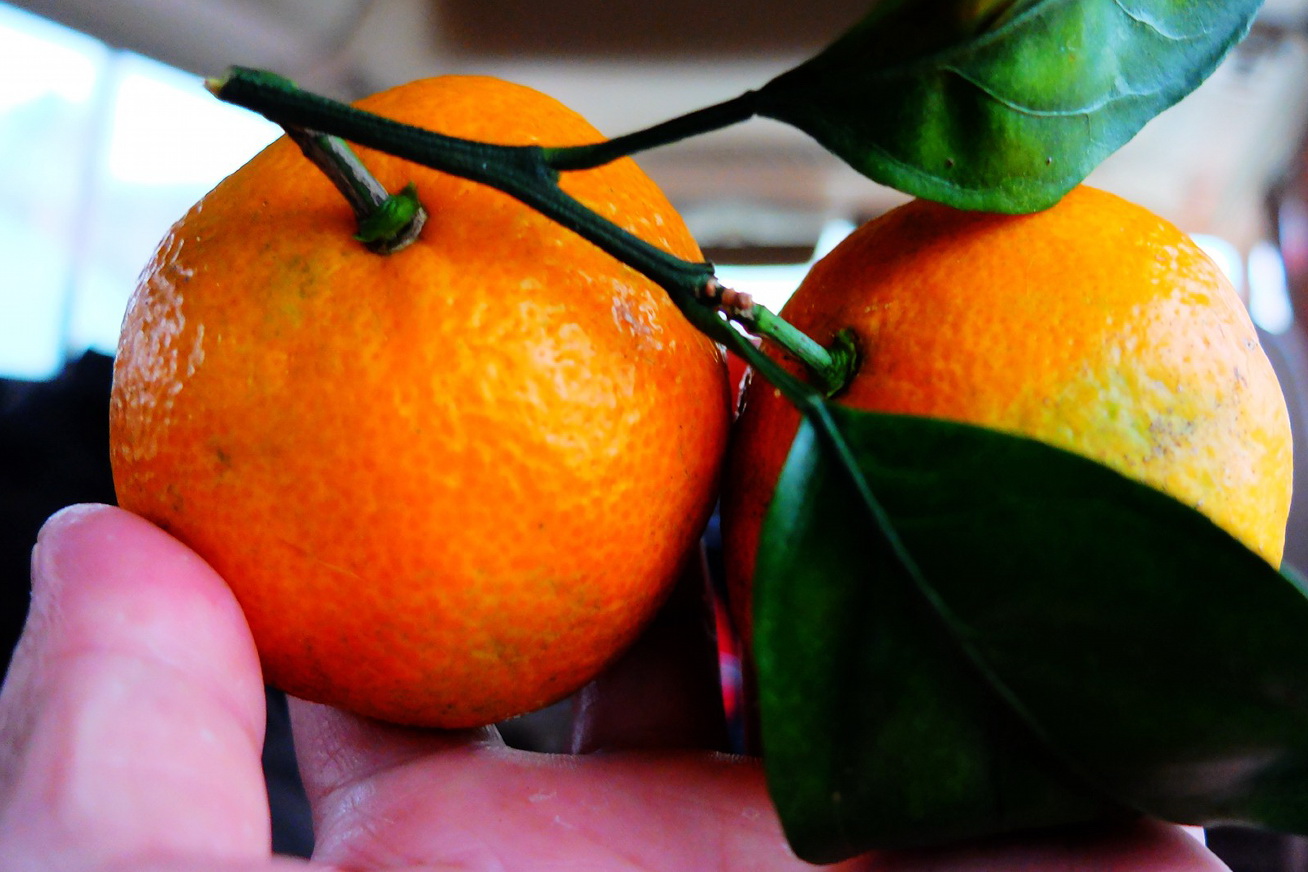 dscf3734.jpg