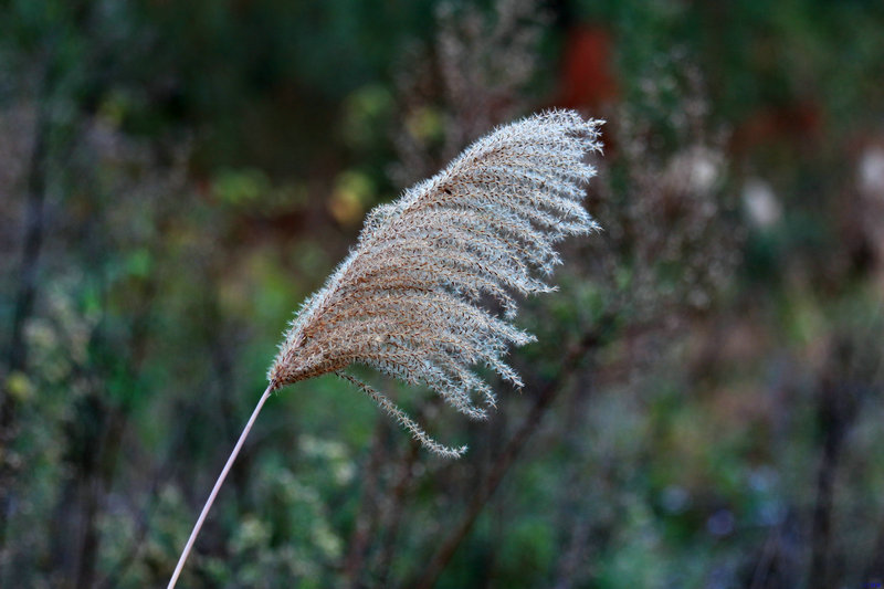 img_5109_dh.jpg