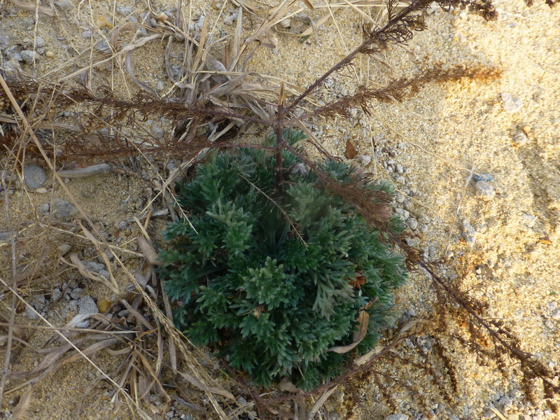 p1170846.jpg