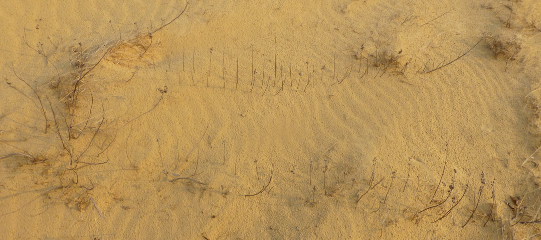 p1170861.jpg