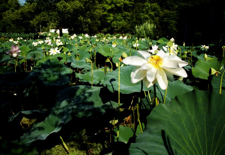 _mg_4547.jpg