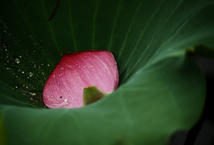 _mg_4648.jpg