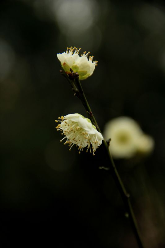 img_1242.jpg