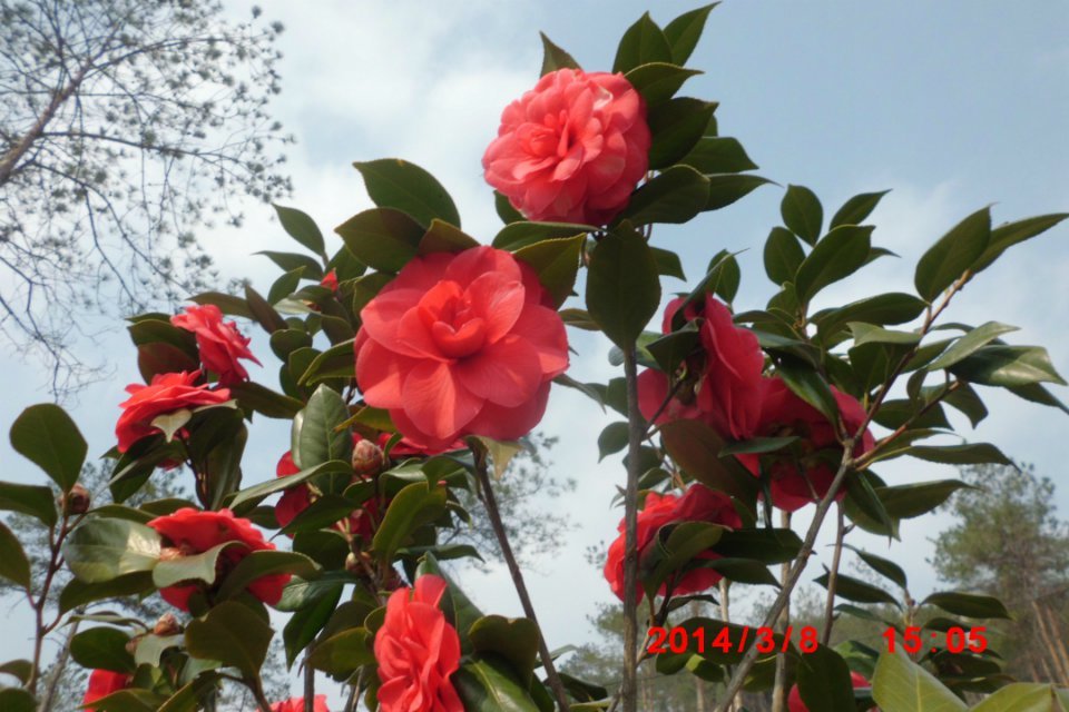 psb (9).jpg