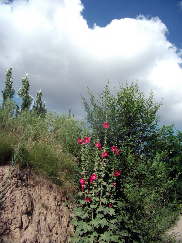 dscf0470.jpg