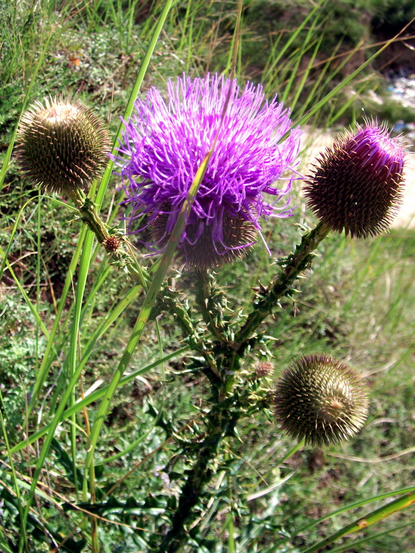 dscf0480.jpg