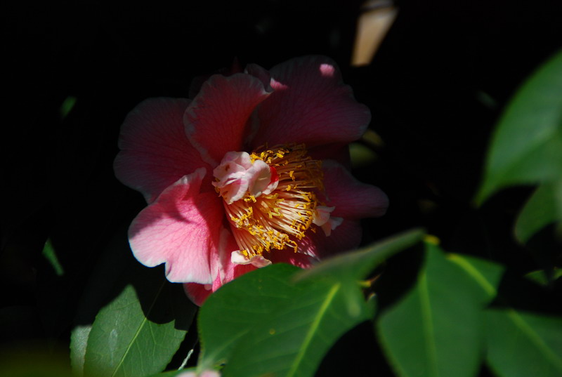 dsc_5901.jpg