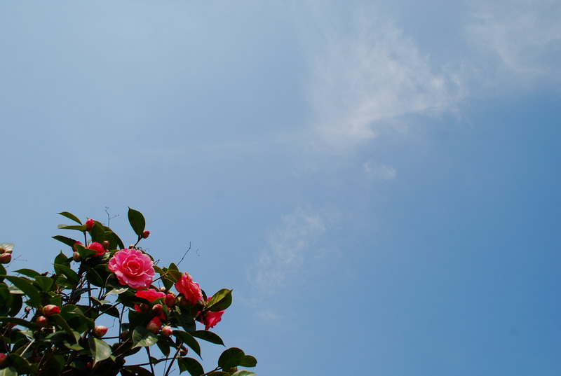 dsc_5995.jpg