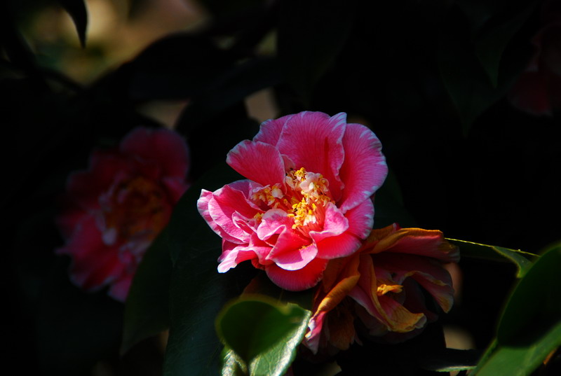 dsc_6007.jpg