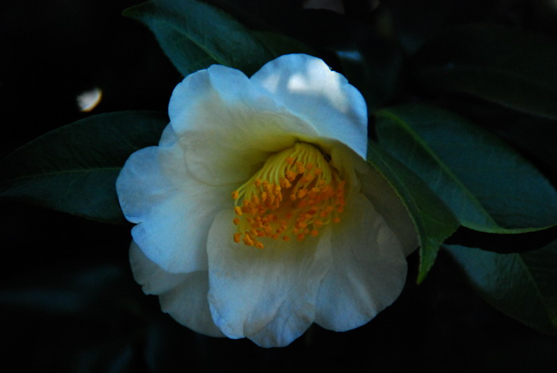 dsc_5909.jpg
