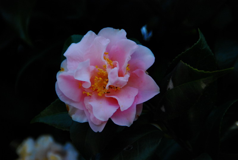 dsc_5912.jpg