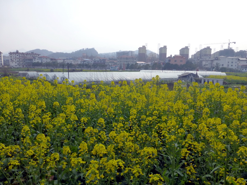 p1190173.jpg