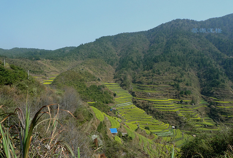 p1130445_1.jpg