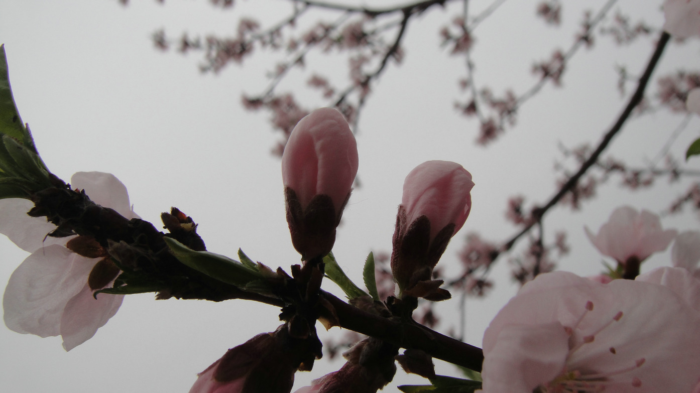 dsc01426.jpg