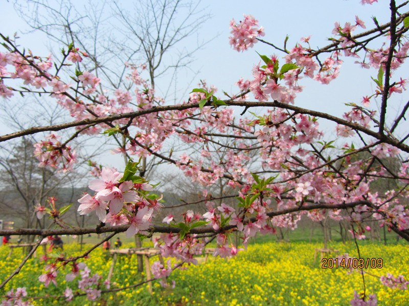 Ƭ20140309 047_.jpg