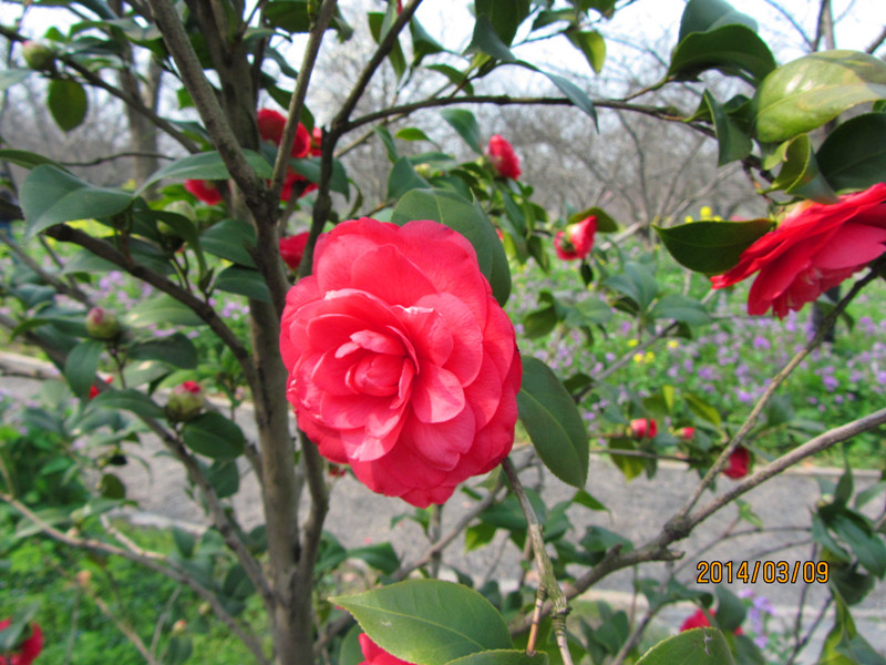Ƭ20140309 048_.jpg