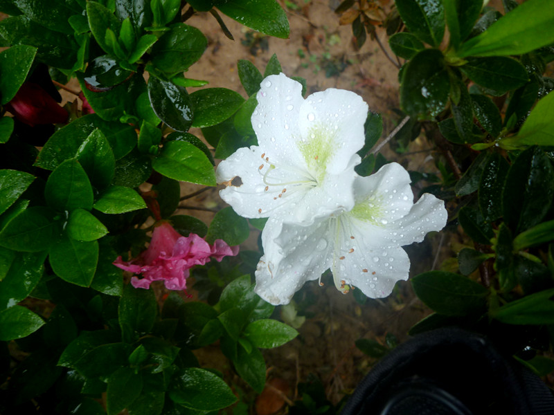 p1190316_.jpg