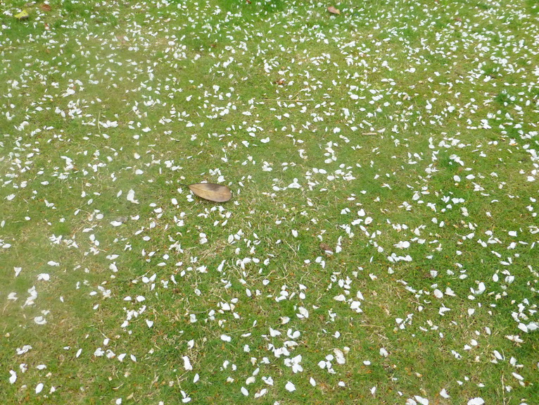 p1200635.jpg