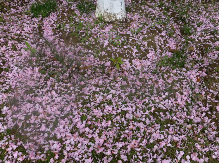 p1200641.jpg
