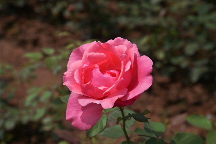 dsc_6939_.jpg
