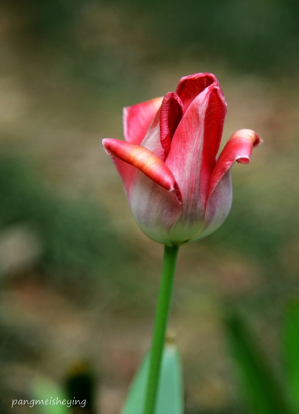 dsc_5433__.jpg