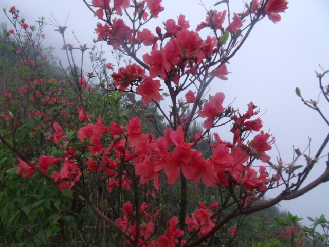 dscf8009.jpg