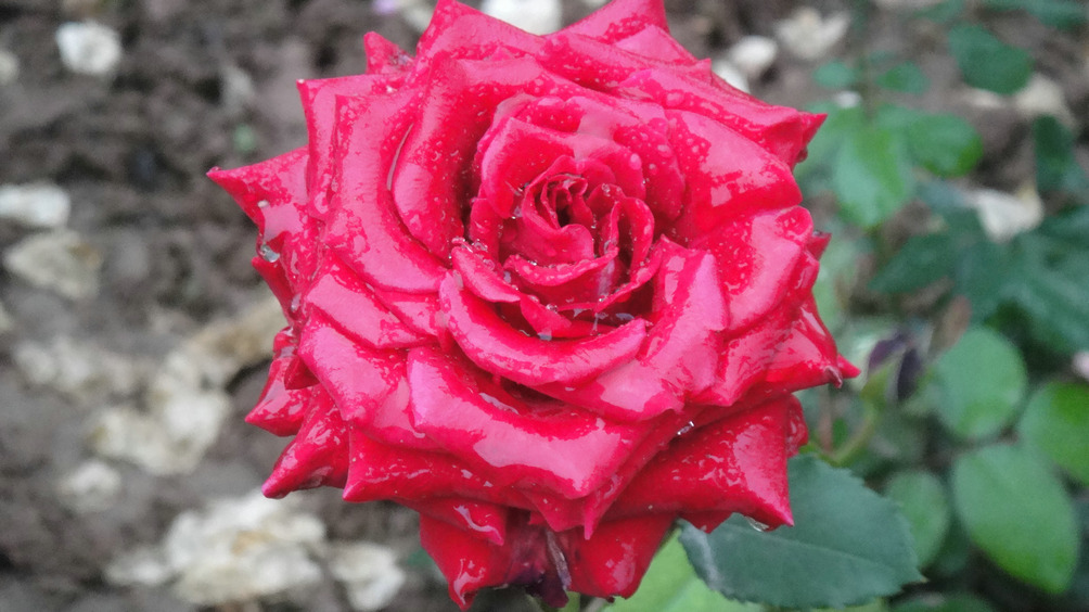 dsc05731.jpg