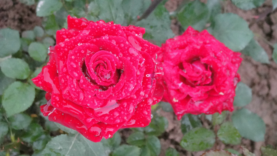 dsc05736.jpg