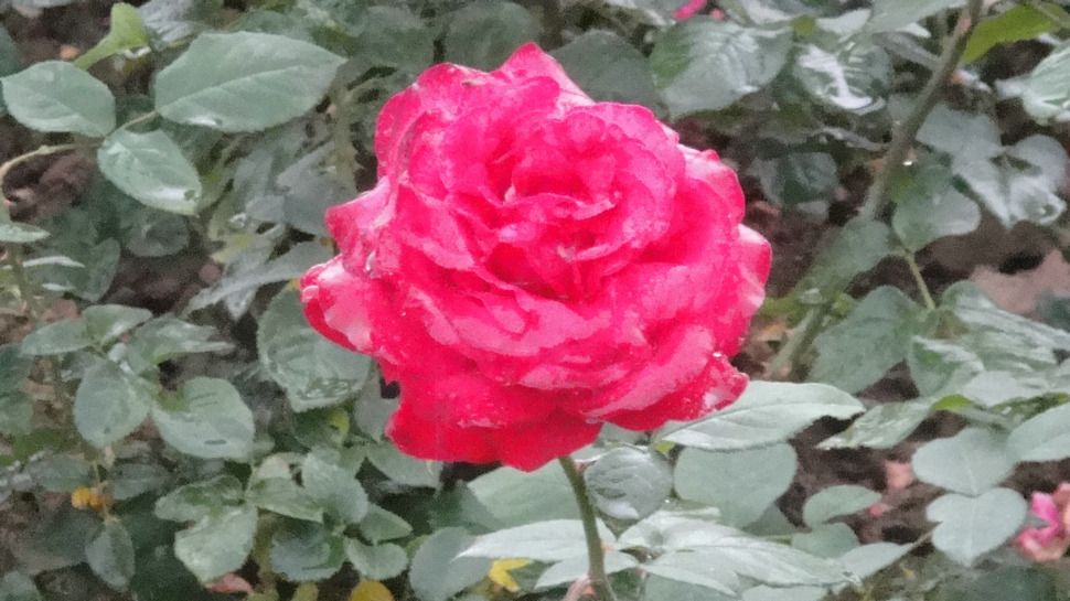 dsc05740.jpg
