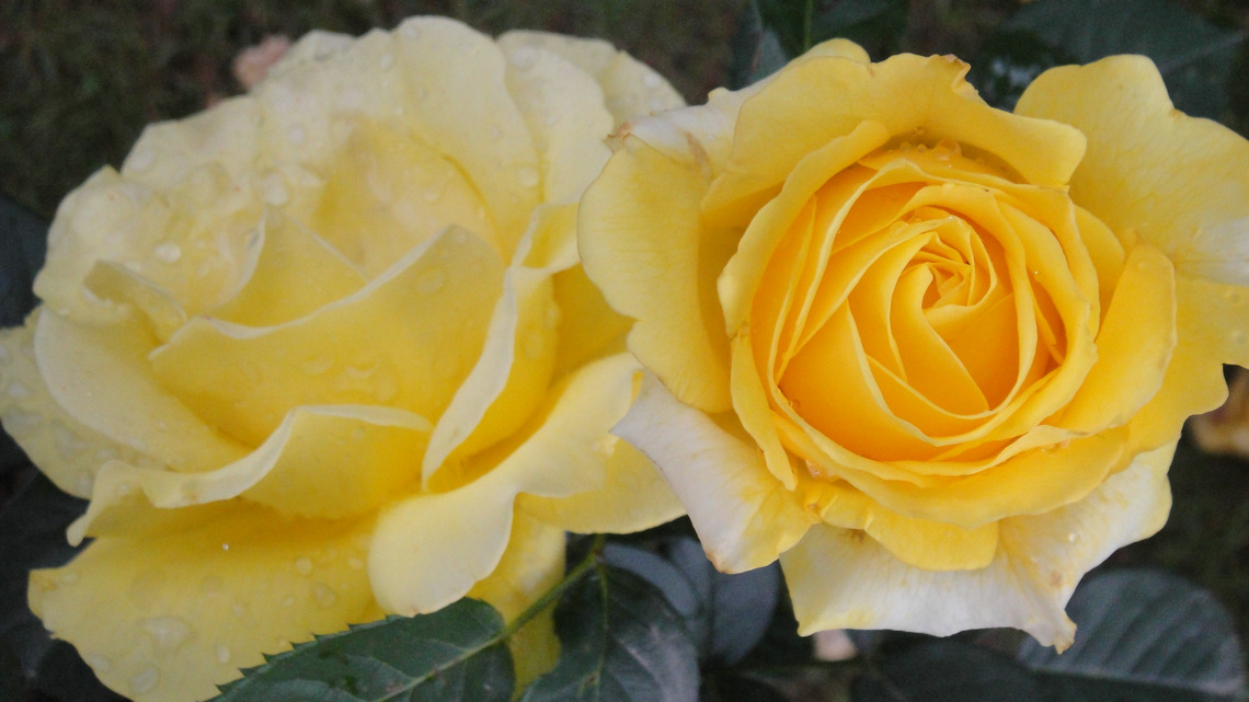 dsc05746.jpg