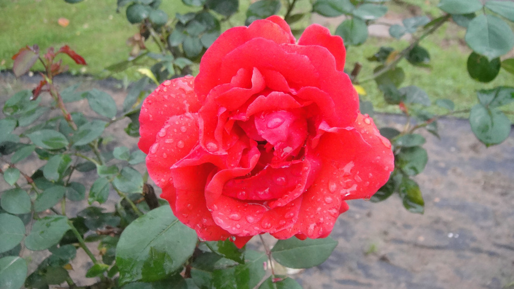 dsc05747.jpg